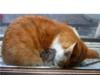 cat 2.jpg