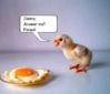 egg and chick.jpg