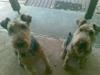 WashedDogs19092009.jpg